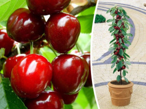 Czereśnia ,Prunus avium' MINI SCHNEIDERA