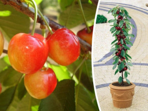 Czereśnia ,Prunus avium' MINI VEGA