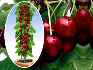 Czereśnia Cerasus 'Buttnera' KOLUMNOWA
