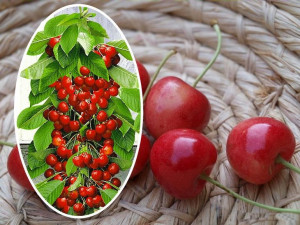 Czereśnia Cerasus 'Pola' KOLUMNOWA