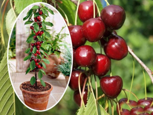 Czereśnia Cerasus 'Regina' KOLUMNOWA