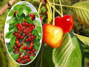 Czereśnia Cerasus 'Vega' KOLUMNOWA