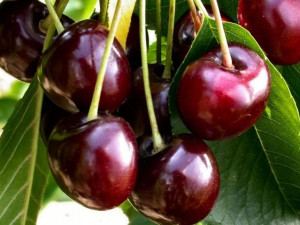 Czereśnia karłowa Prunus avium 'Buttnera'