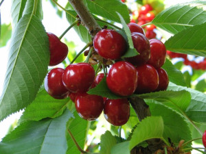 Czereśnia karłowa Prunus avium 'Przybrodzka'