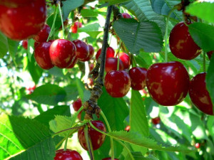 Czereśnia karłowa Prunus avium 'Regina'