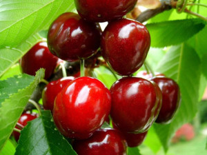 Czereśnia karłowa Prunus avium 'Sam'
