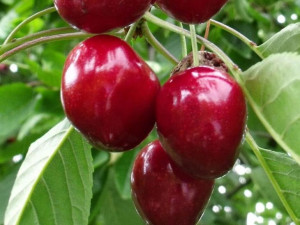 Czereśnia karłowa Prunus avium 'Summit'