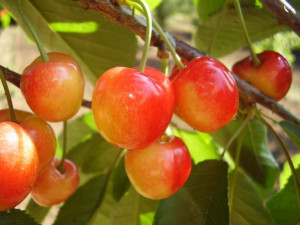 Czereśnia karłowa Prunus avium 'Vega'