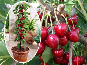 Czereśnia kolumnowa Cerasus 'Hedelfińska'
