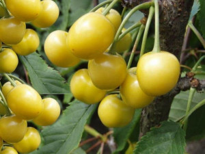 Czereśnia Prunus avium 'Biała Donis' KARŁOWA