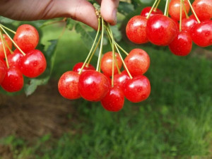 Czereśnia Prunus avium 'Bladoróżowa' KARŁOWA