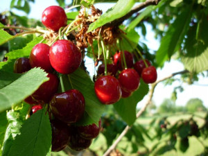 Czereśnia Prunus avium 'Burlat' KARŁOWA