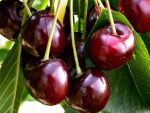 Czereśnia Prunus avium 'Buttnera' KARŁOWA