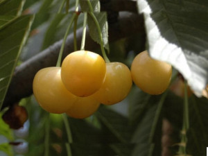Czereśnia Prunus avium 'Drogana Żółta' KARŁOWA