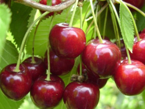 Czereśnia Prunus avium 'Karesowa' KARŁOWA