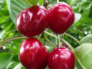 Czereśnia Prunus avium 'Karina' KARŁOWA