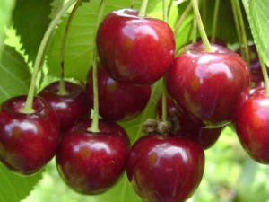 Czereśnia Prunus avium 'Kordia' KARŁOWA