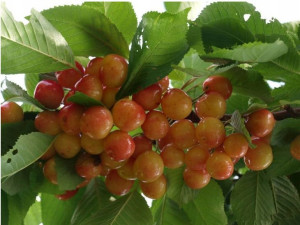 Czereśnia Prunus avium 'Miodówka' KARŁOWA