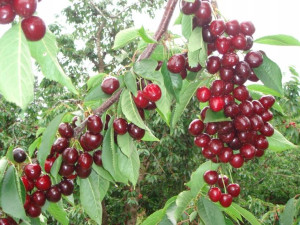 Czereśnia Prunus avium 'Pola' KARŁOWA