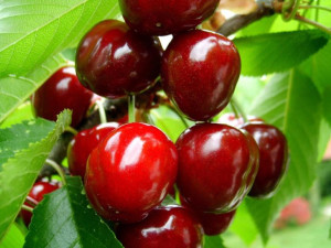 Czereśnia Prunus avium 'Sam' KARŁOWA