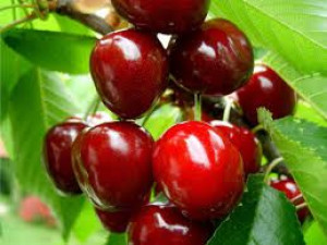 Czereśnia Prunus avium 'Siestronka' KARŁOWA
