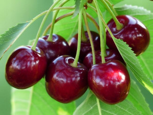 Czereśnia Prunus avium 'Valeska' KARŁOWA