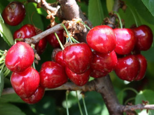 Czereśnia Prunus avium 'Van' KARŁOWA