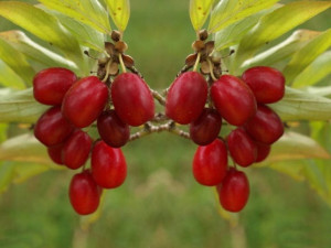 Dereń jadalny 'Cornus mas' AUREA