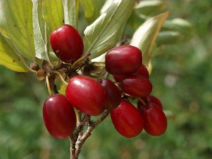 Dereń jadalny 'Cornus mas' JOLICO