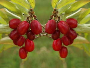 Dereń jadalny Cornus mas 'Aurea'