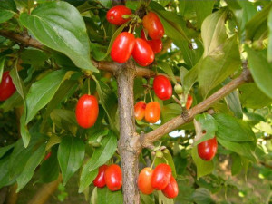 Dereń jadalny Cornus mas 'Macrocarpa'