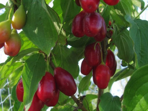 Dereń jadalny Cornus mas 'Świetljaczok'