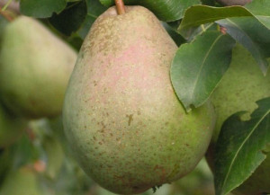 Grusza ,Pyrus communis ' karłowa KOMISÓWKA