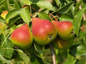 Grusza karłowa Pyrus communis 'Bonkreta Red'