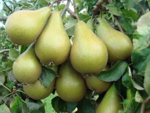 Grusza karłowa Pyrus communis 'Bonkreta Williamsa'