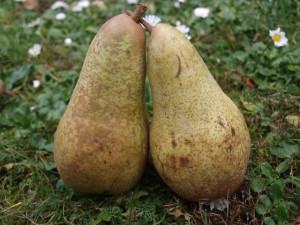 Grusza karłowa Pyrus communis 'Concorda'