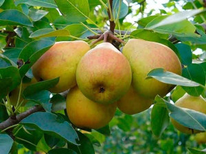 Grusza karłowa Pyrus communis 'Generał Leclerc'