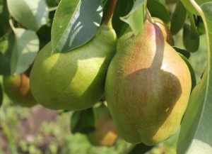 Grusza karłowa Pyrus communis 'Paryżanka'