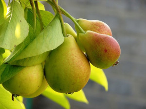Grusza Pyrus communis 'Bera Hardy' KARŁOWA