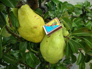 Grusza Pyrus communis 'Bergamotka' KARŁOWA