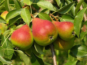 Grusza Pyrus communis 'Bonkreta Red' KARŁOWA