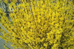 Forsycja 'Forsythia'