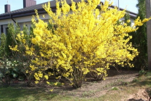 Forsycja 'Forsythia'