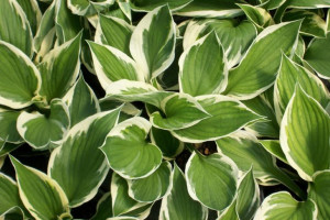 Funkia 'Hosta' MINUTEMAN