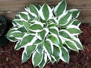 Funkia 'Hosta' PATRIOT