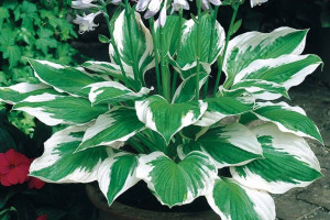 Funkia 'Hosta' PATRIOT