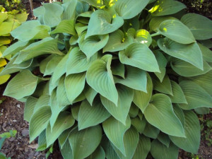 Funkia 'Hosta' SUM AND SUBSTANCE