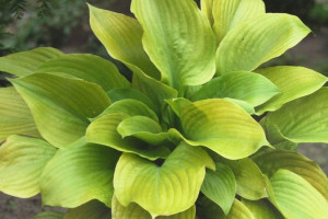 Funkia 'Hosta' SUM AND SUBSTANCE