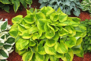 Funkia 'Hosta' ŻÓŁTA