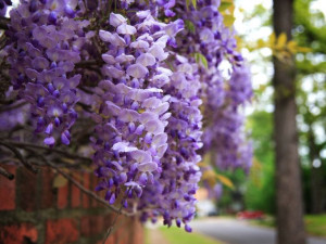 GLICYNIA 'Wisteria'